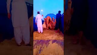 Camels in the truck || desert Thar || #camels #thardesert #desertanimals #camel #camelfinance #thar