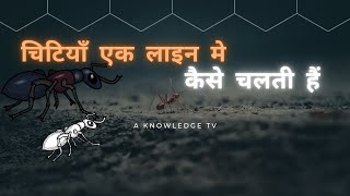 #shorts चीटियां लाइन में क्यों चलती हैं। #shorts #trending #knowledge #shortsvideo