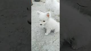 Grand Masti....🐕. #video #dog #trending #reels #viral #funny #cute #shortvideo #car #new