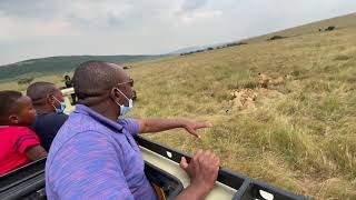 The lion just made a k!ll under Simon Kabu eyes in Maasai mara