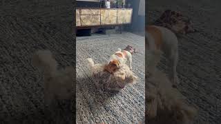 Mini Dachshund Body Slams Wire Fox Terrier