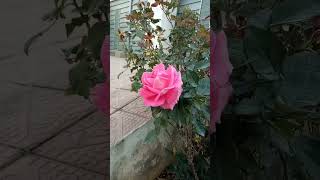 Beautiful Pink Rose | Home Plants