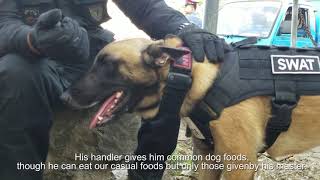 Philippine SWAT K9 - Belgian Malinois Life