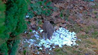 Common Kestrel Eating a Pigeon "Viewer Discretion is Advised”