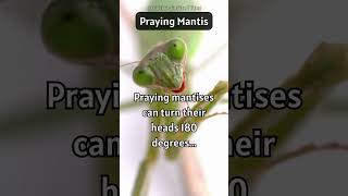 Praying Mantis: Master of the Turn: The Praying Mantis' 180-Degree Headspin 🔄🦗