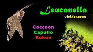 Kokon Festung, cocoon fortres, capullo fortaleza,  Leucanella viridescens, trilingual