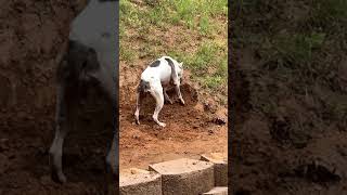 Dog Helping Me Build a Wall