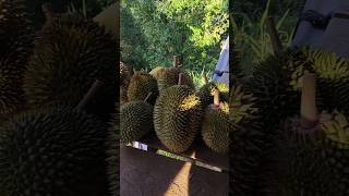 Langusung kepondok durian