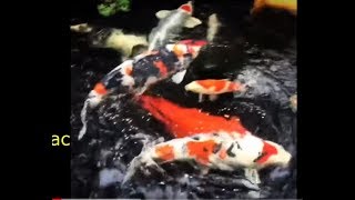 The most beautiful KOI fish in Vietnam.Koi pond evening! Repost Koikichi love it.