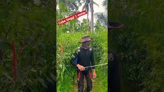 Cabe tertinggi di indo #shortsviral #shortsvideo #youtubeshorts #shortsfeed #shorts