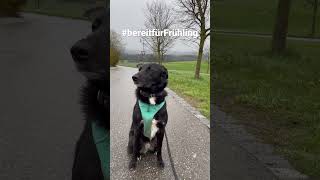 2023-04-20: Nun reicht es wirklich. Wo bleibt das Frühlingswetter? #hund #funnymoments #sauer