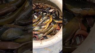 গ্রামের ফ্রেশ মাছ | দেশি মাছ #fishingvideo