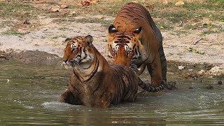 Tigers mating in water, for the first time, a remarkable event captured at the Jim Corbett