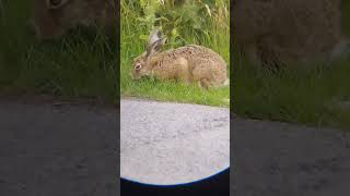 Brown Hare happily munching on fresh green grass at Brockholes @WildlifetrustsOrg near Preston