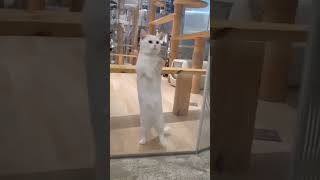 TING TANG TONG CAT CHALLENGE 😳 #shorts #tiktok #animals #funny #pets