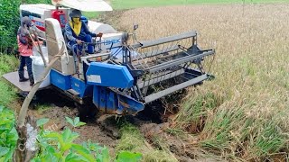 Mobil Panen padi Tercepat dan Tercanggih#259