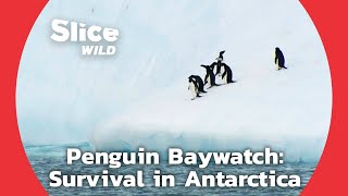 Colony of Penguin Looking Out For Danger | SLICE WILD