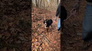 Happy Thanksgiving 🍂🦃❤️ #shorts #bernesemountaindog #happythanksgiving