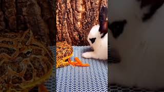 Frog 🐸 attack rabbit 🐇 funny 🤣 fight #shortvideo #youtubeshorts #shorts #animals