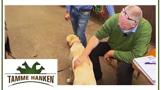 Verfressen und müde! Hilft dem Labrador eine Bleimatte? | Tamme Hanken | Kabel Eins