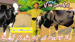 New Farmer Cha Gya ||Top Class Australian Fresian Cows For Sale ||Jersey Fresian Cows||Shami Gondal