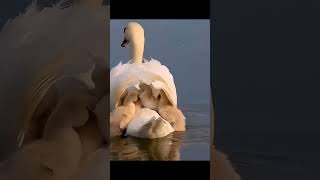 # হিনা#goose #goose #birds #bird #domesticgoose #birdspecies #nature