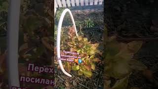 Вітаю ПІДПИШИСЬ SUBSCRIBE Підготовка Гортензії до зими #homegrown #youtubevideo #hydrangeaflower