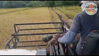 yanmar harvester rice harvesting යාපහු කොමලී යායක තනි වී...