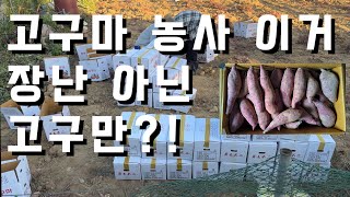 취미로 농사짓지 마세요. 특히 고구마요