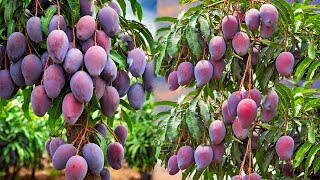 New Best Skill Technique Grafting Mango Tree Growing Fast