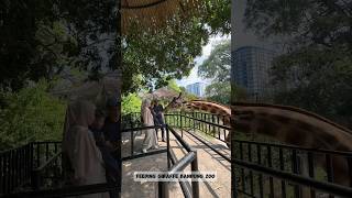 FEEDING GIRAFFE BANDUNG ZOO #shorts #shortvideo #bandunghits #bandungzoo