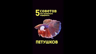 5 советов как правильно содержать петушков #Shorts