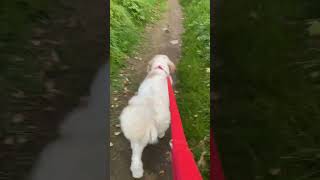 Time Lapse Hugo Walk #dogactivity #dogs #puppy #austrailianlabradoodle #dogexercise #foryou #music