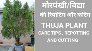 मोरपंखी/विद्या पौधे की रिपोटिंग कैसे करे | कटिंग कैसे करें | THUJA PLANT care tips REPOTTING CUTTING