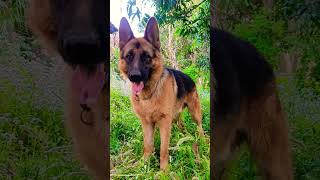 German shepherd medium hair male#viral #trending #youtubeshorts #shorts #ytshorts