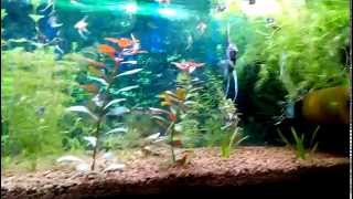 100cm angelfish tank + new 90 cm LED from UP, U series P (plants version)