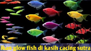 ngasih makan ikan glow fish dengan cacing sutra