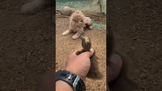 Omg so absolutely cute 😍🥰😘 #animals #duck #cute #pets #funny #puppy #dog #comedyvideos  #shorts