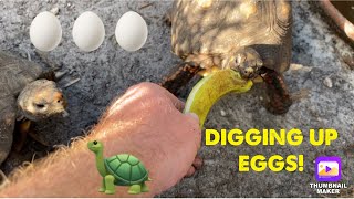 Feeding crickets to my Jackson’s and finding more tortoise eggs!