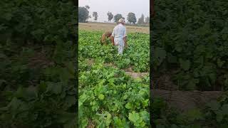 Field vist #music #song #newsong #bollywood #farming #ytshorts #shorts