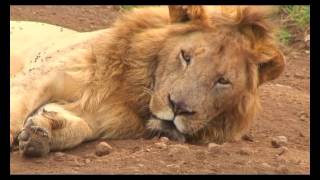 Tanzania   Ngorongoro Crater Lodge