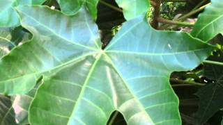 Wild Tropical Garden on O'ahu