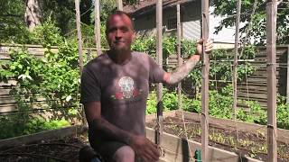 How to thin radish seedlings