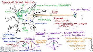 Neuron Structure