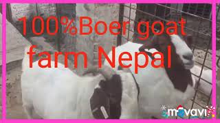 Boer Goat Miting  Xxx goat miting Boer goat  farm Nepal (HD)