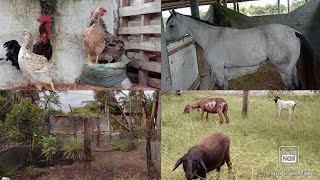 mostrando os animais da fazenda