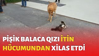 Balaca Qıza Hücum Edən İtə Pişik Müdaxilə Etdi