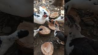 ducks lobe coconut to eat #youtubeshorts #satisfying #trending #ytshort #ducks