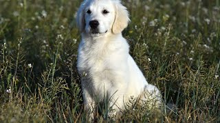 Bath Time Tips for Golden Retriever Owners