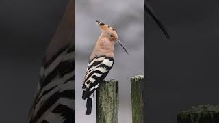 Nature calling | Sound of nature #shorts #ytshorts #nature #hoopo #bird #bbc #Documentary